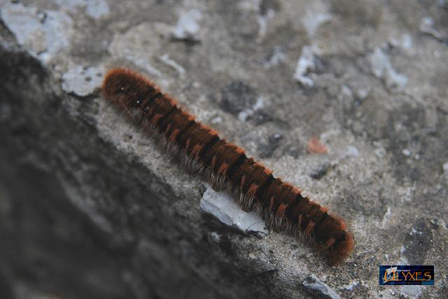 bruco di lasiocampa quercus.JPG